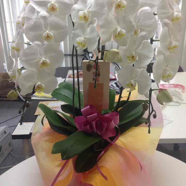 激安！白の胡蝶蘭 3本立 (開店・開業祝い等に)