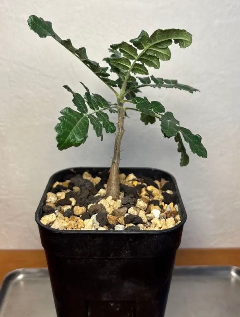 ボスウェリア　サクラ実生　52O11