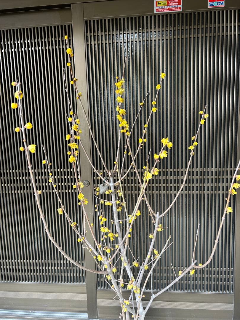 まさに旬　ロウバイ　蝋梅　花いっぱいの特大株 2注意事項確認ください。