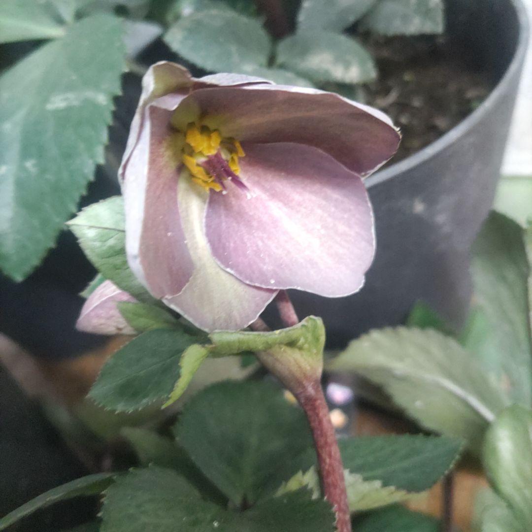 お買い得⭐️１３日入荷分⭐️クリスマスローズ⭐️氷の薔薇5号鉢⭐️5品種セット