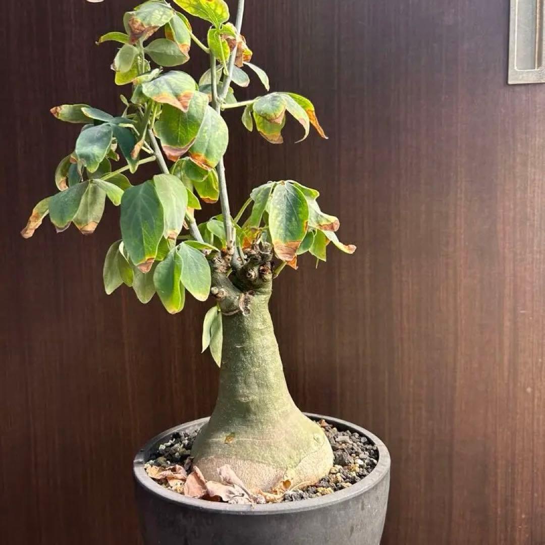 【超大株】アデニア　グラウカ　発根済み　鉢ごと発送