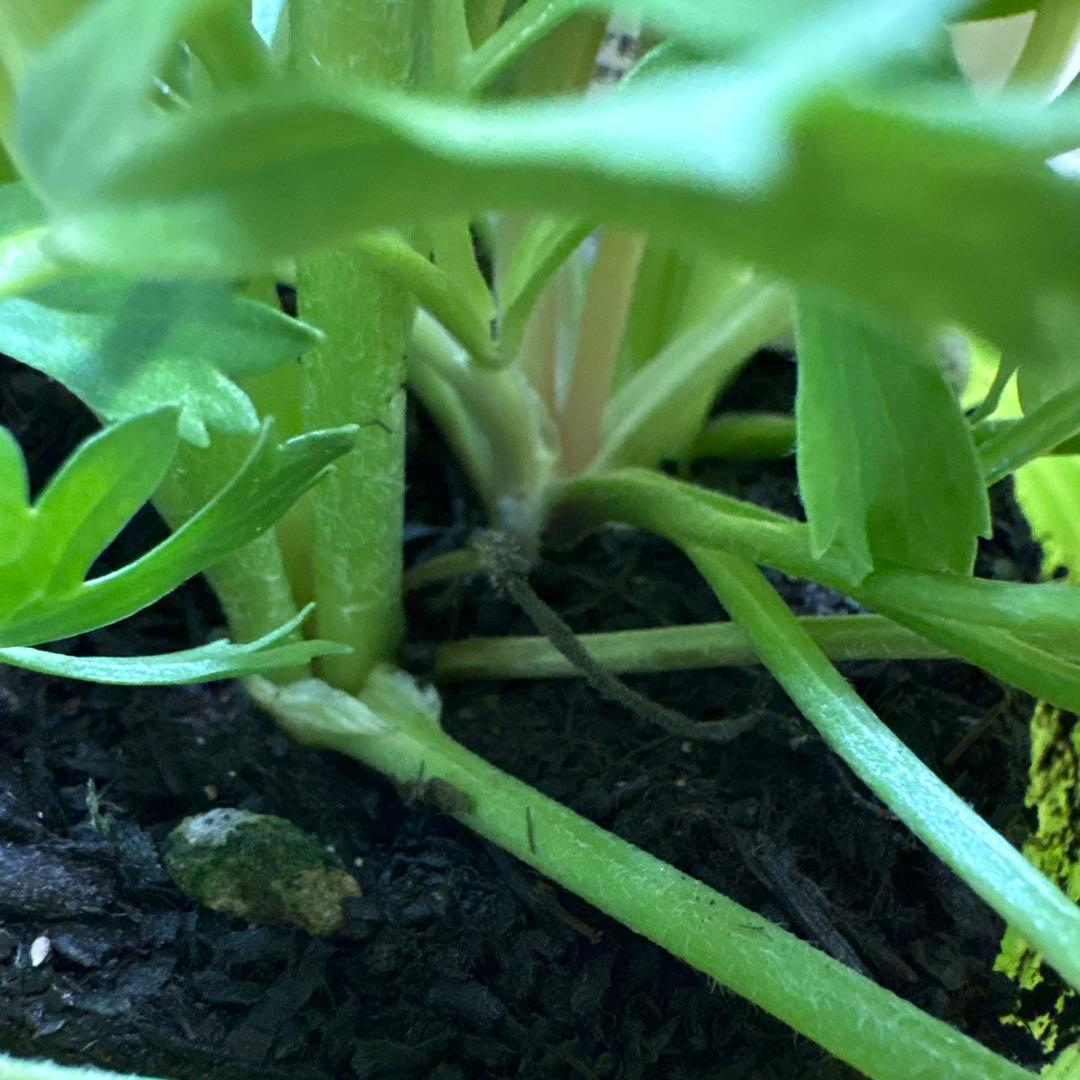 【現品】Bレア♡ラナンキュラス♡エトワール♡花苗うえた♡3.5号♡メルカリ便