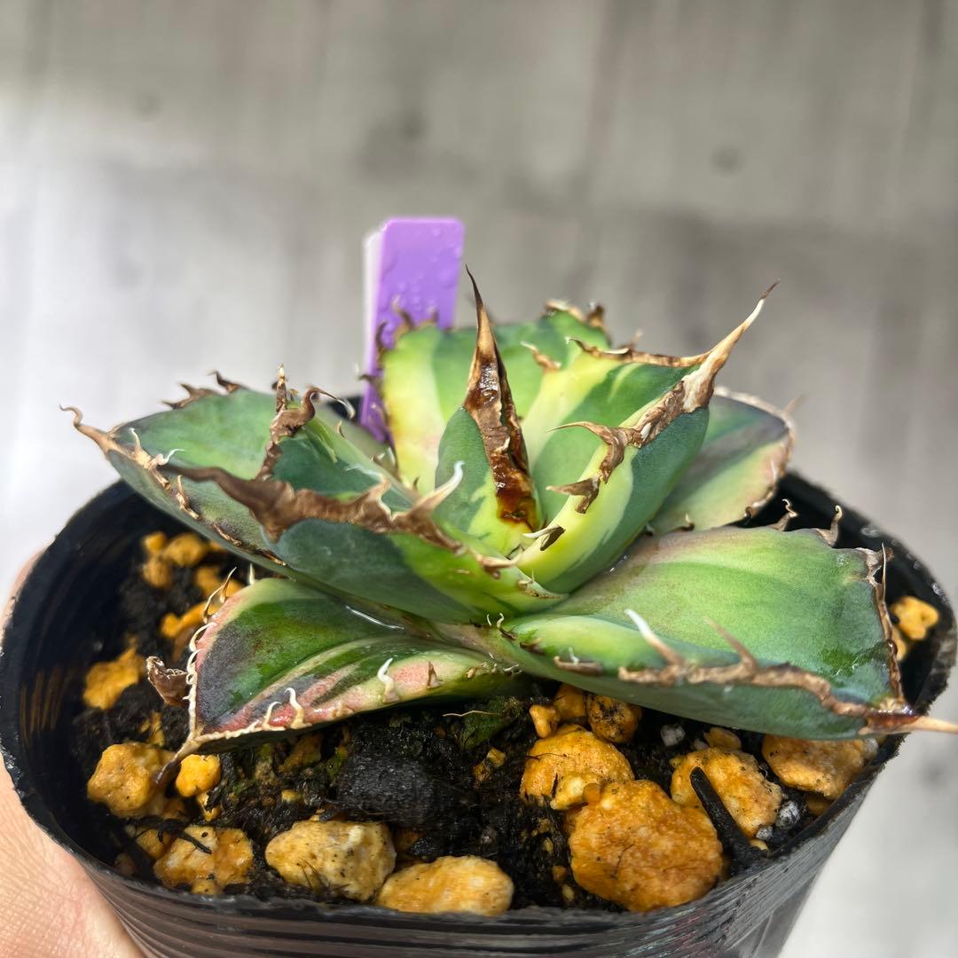 アガベ 毒液錦斑入り抜き苗発送