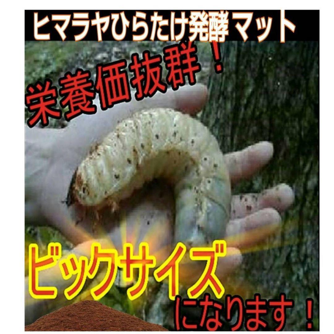 国産カブトムシ幼虫が大きくなる！改良版！発酵マット【たっぷり80リットル入り】