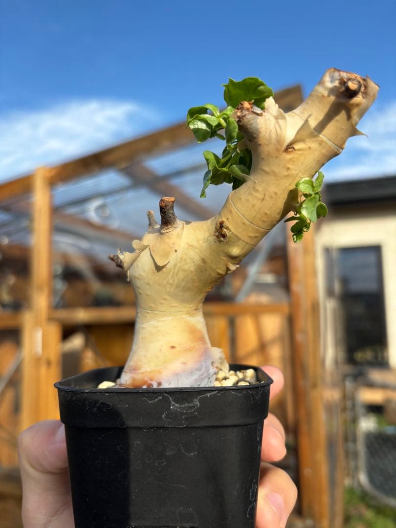 コミフォラ・カタフピュア　発根済み鉢付き　現地株