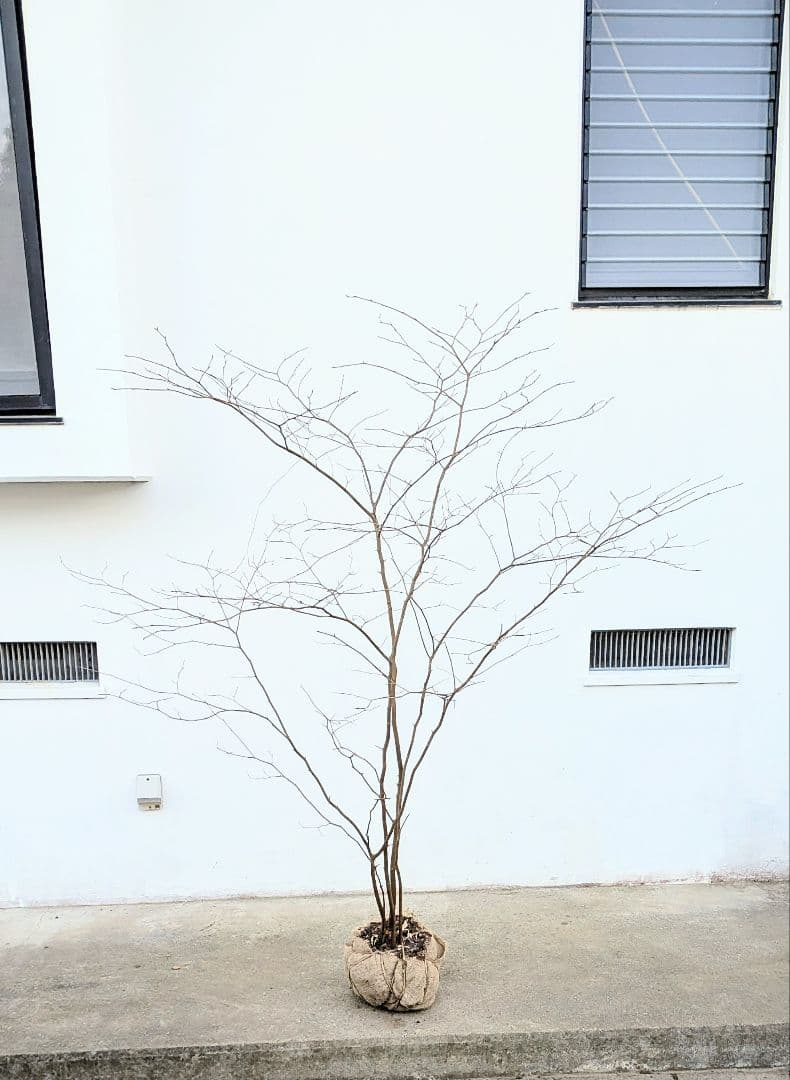 清水湧く如く。山採りシロモジ。