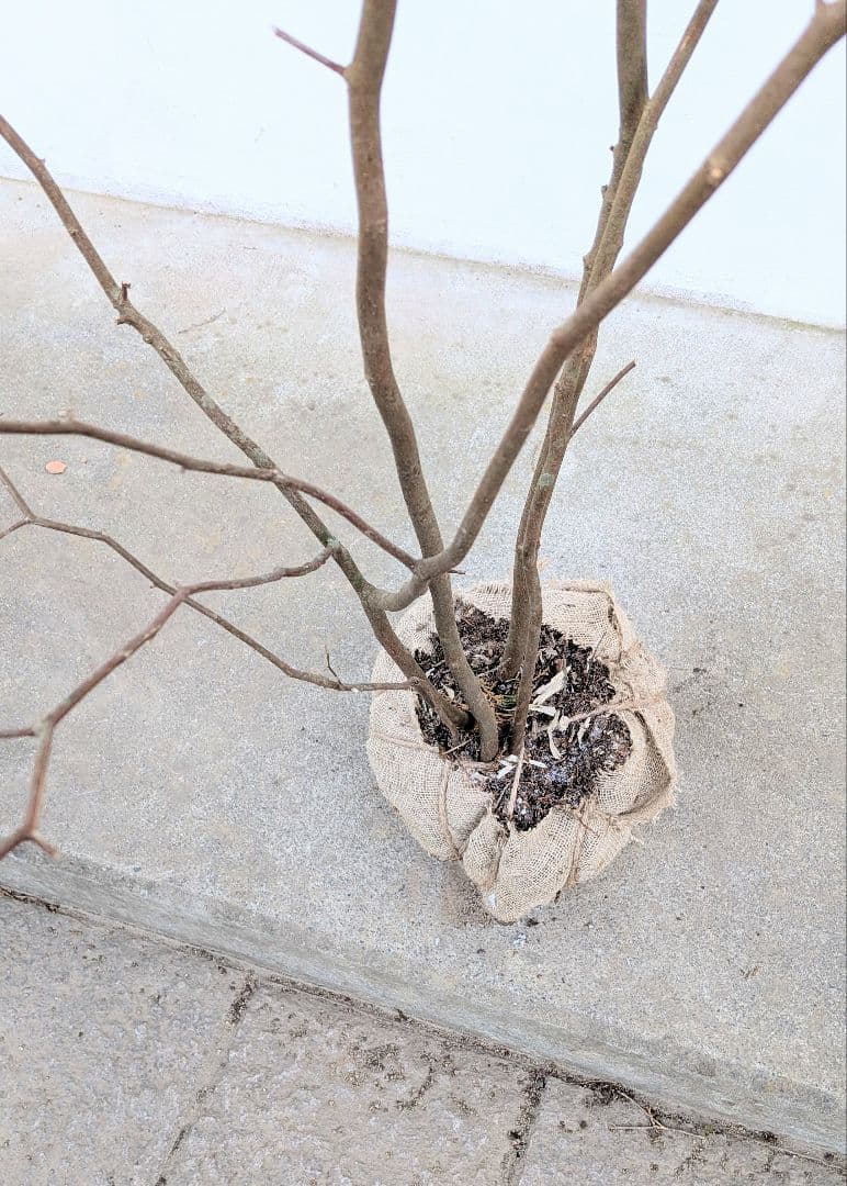 清水湧く如く。山採りシロモジ。