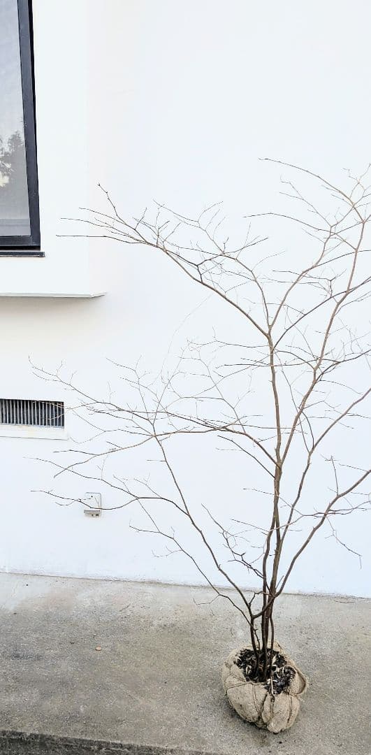 清水湧く如く。山採りシロモジ。