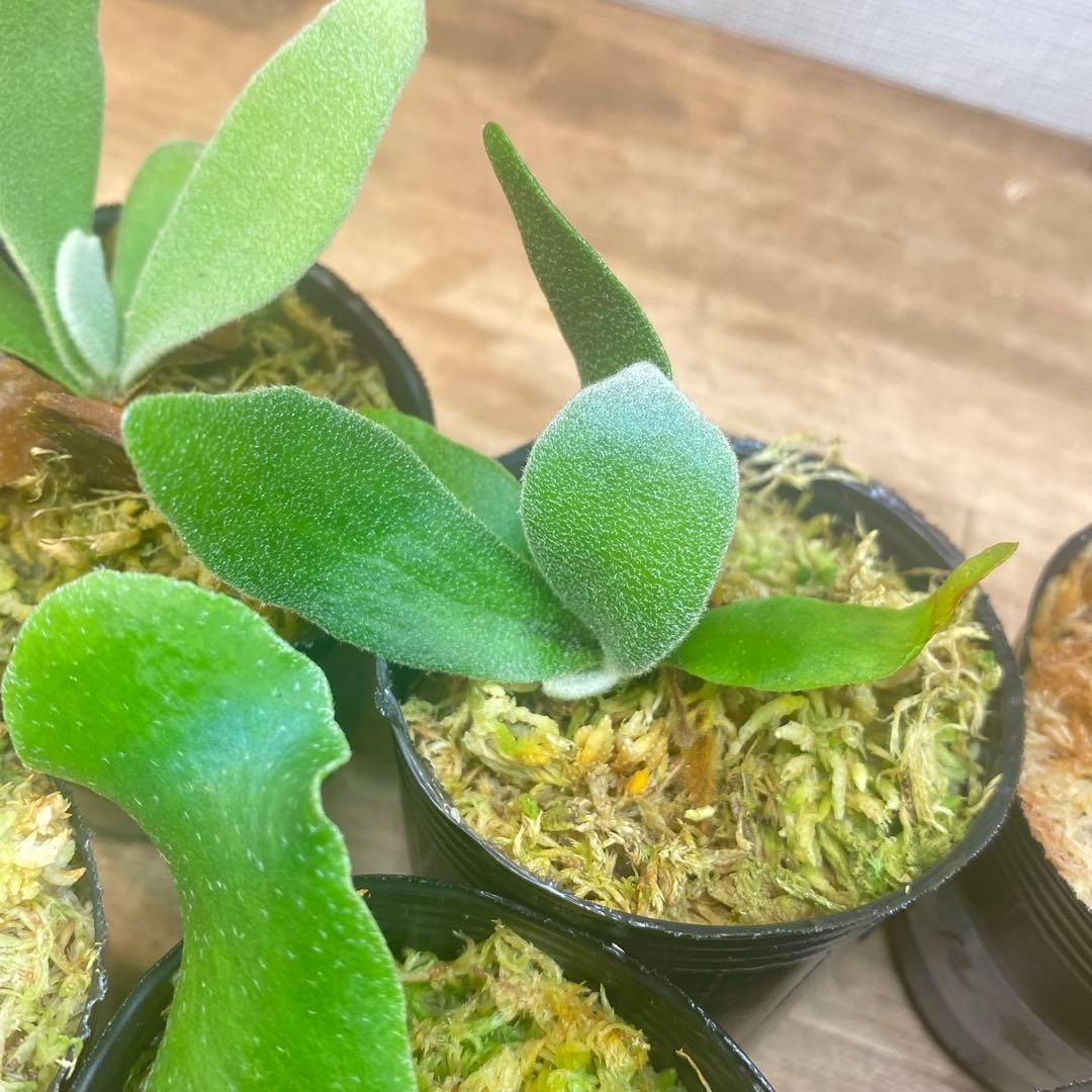 ノアル様　リクエスト