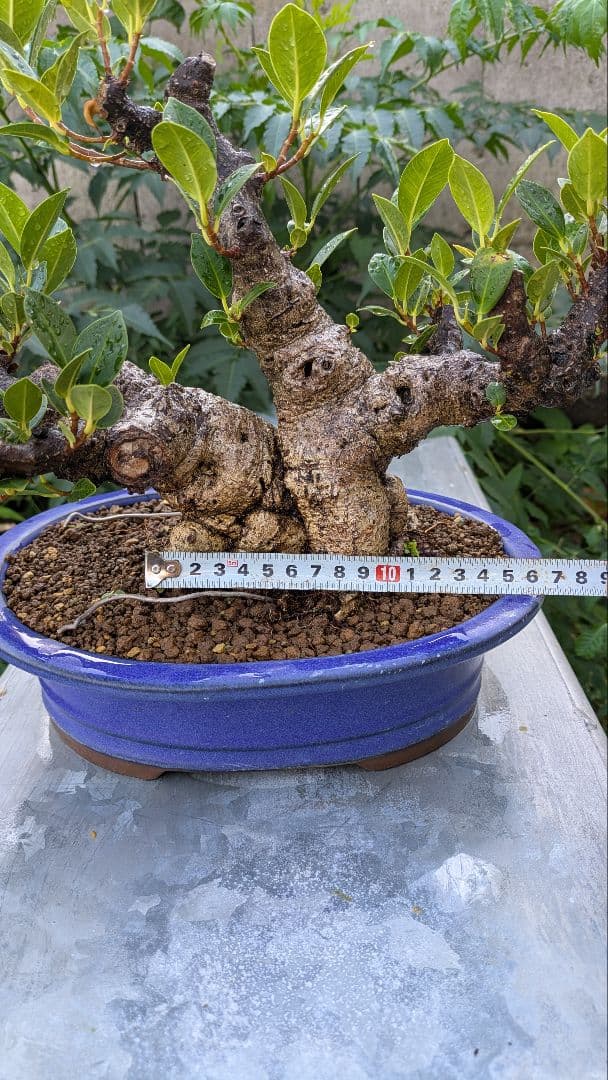 琉球盆栽　ガジュマル