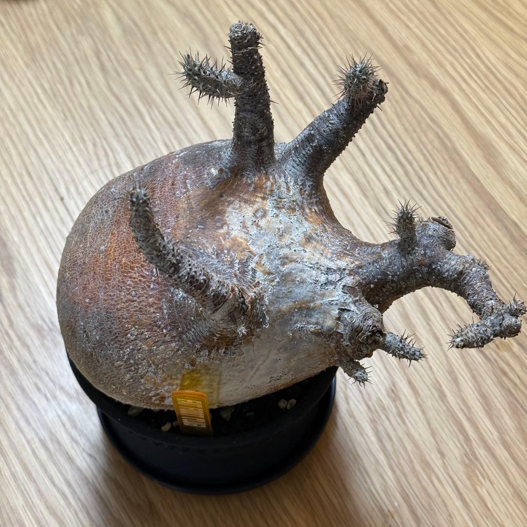 パキポディウム グラキリス 現地株 大株