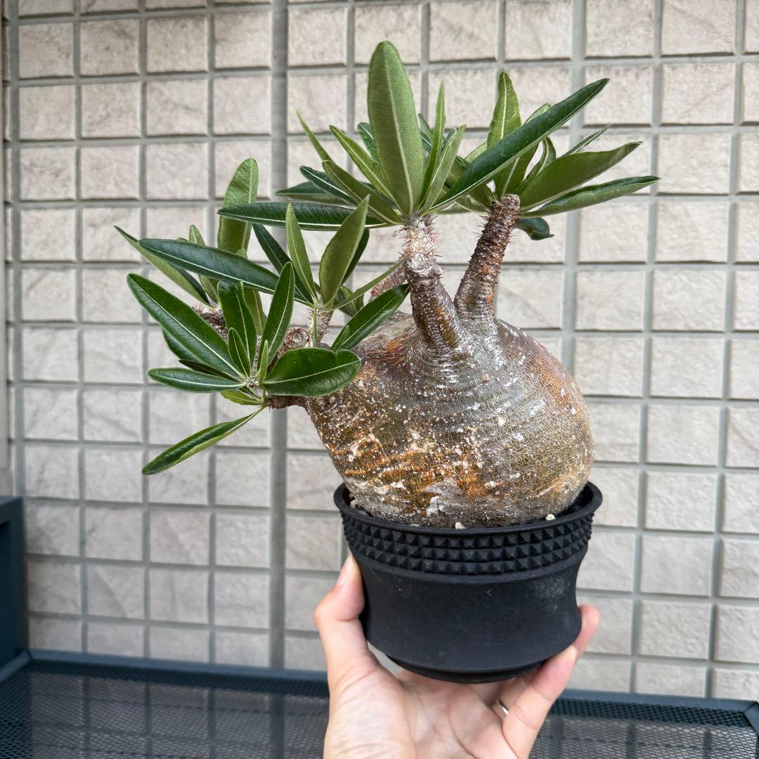 パキポディウム グラキリス 現地株 大株