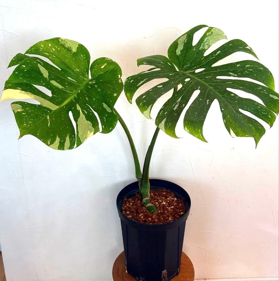 斑入りモンステラ イエローモンスター 鉢のまま発送