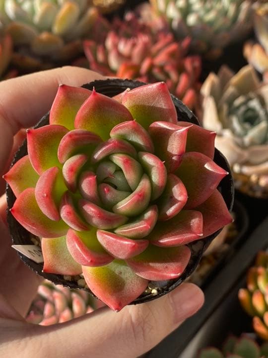 フロリディティー