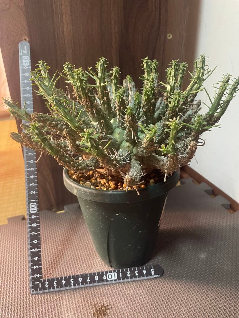 ユーフォルビアフスカ（大株）現地株　発根済み