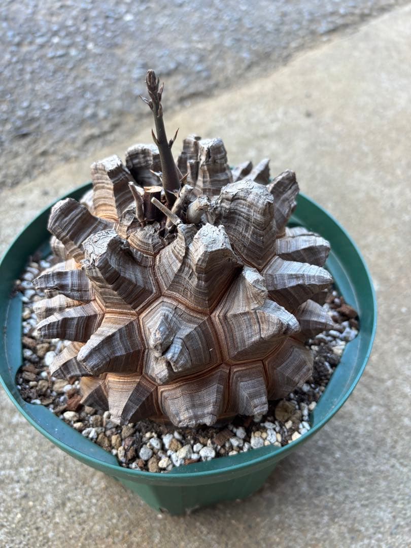 亀甲竜　長谷川園芸