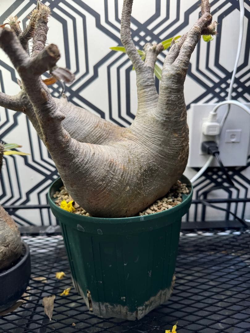 塊根植物 グラキリス　大