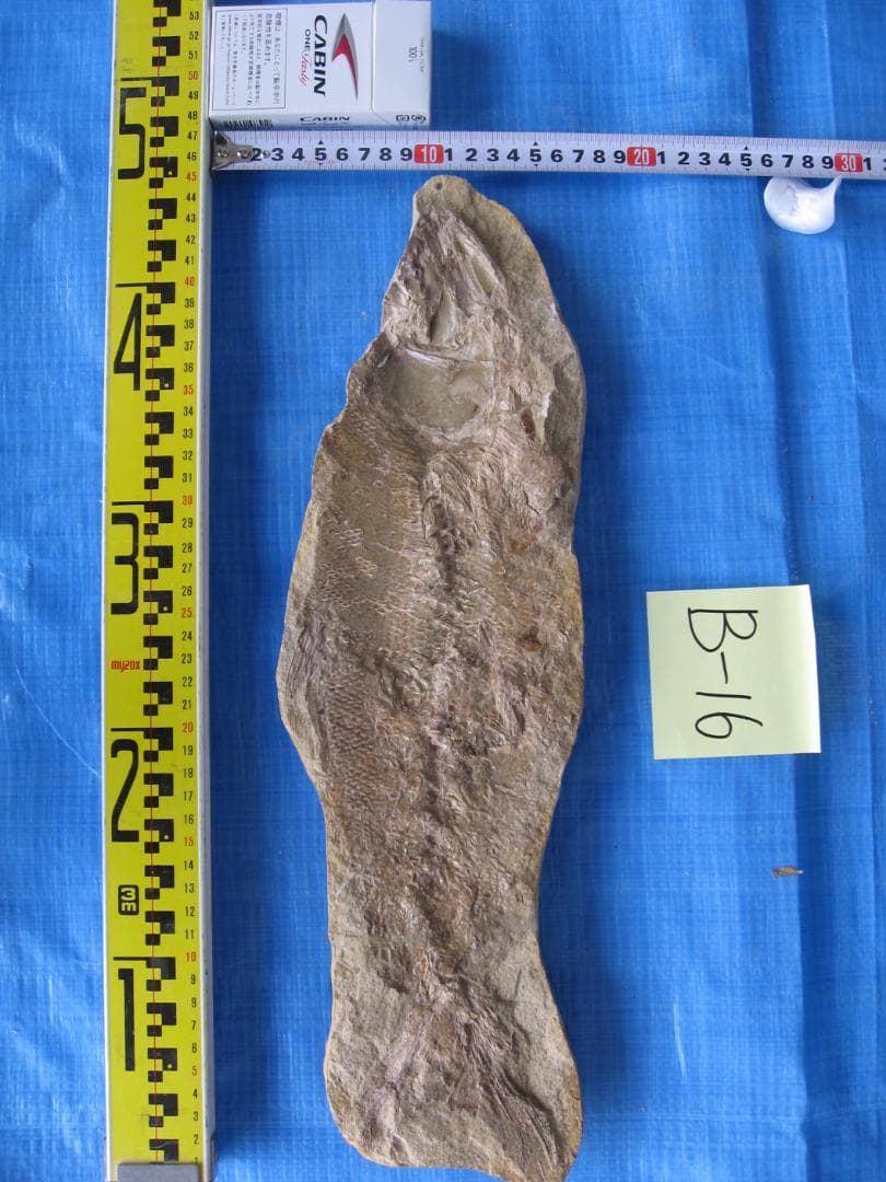 古代魚の化石３点セット　B-16　D-10　D-11
