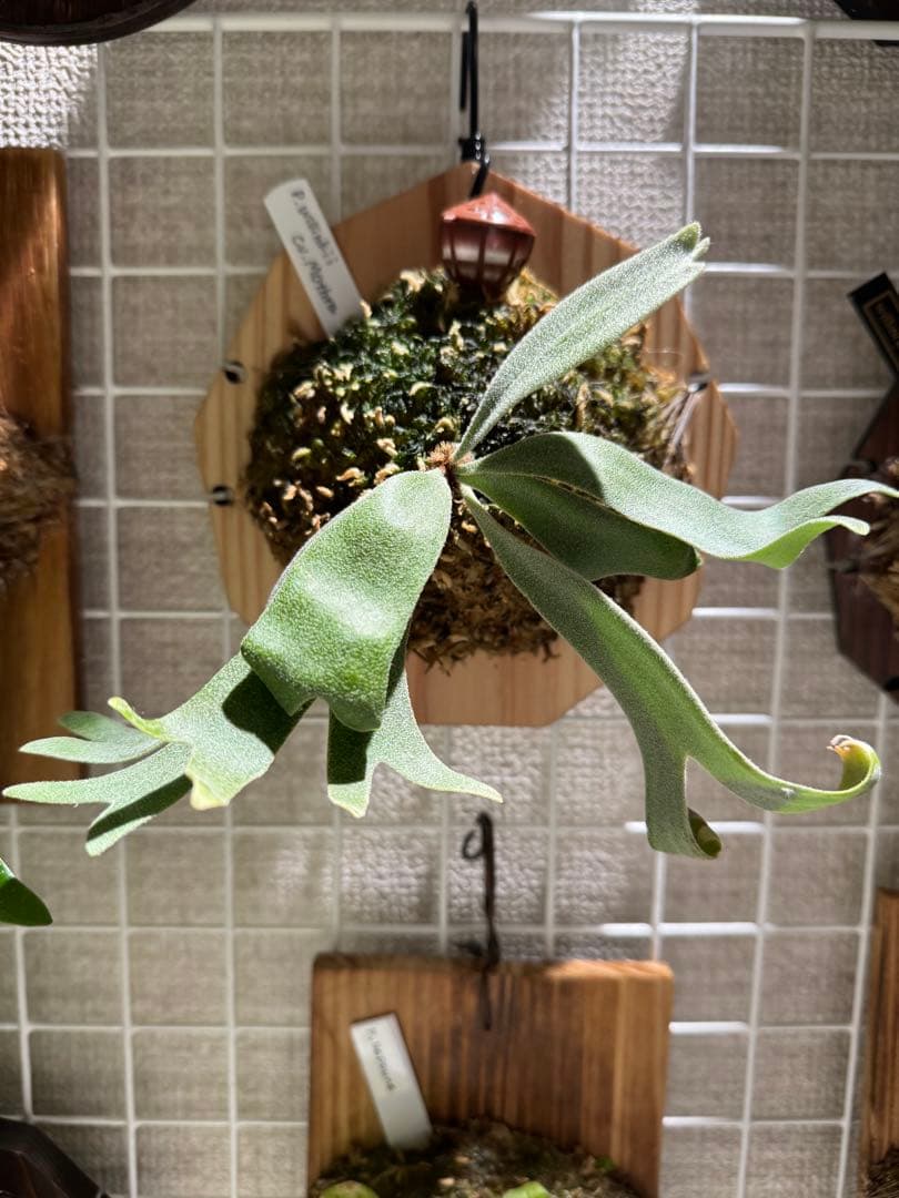 ビカクシダ wilinckii mothra