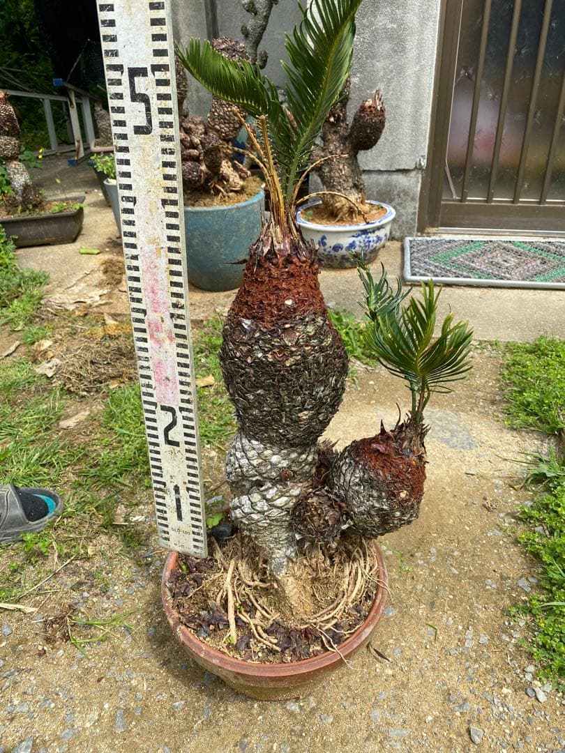 ソテツ 高さ約35cm