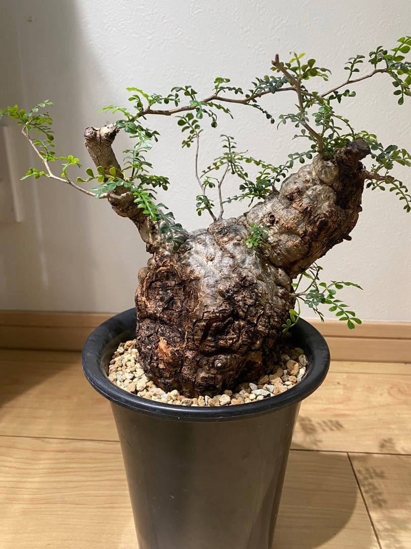 オペルクリカリアパキプス