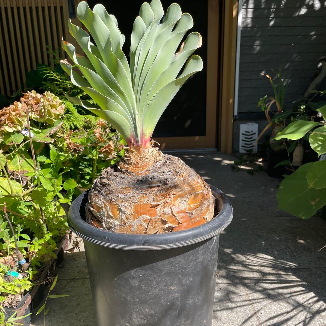 お*ん様 ブーファン ハエマンソイデス 大株