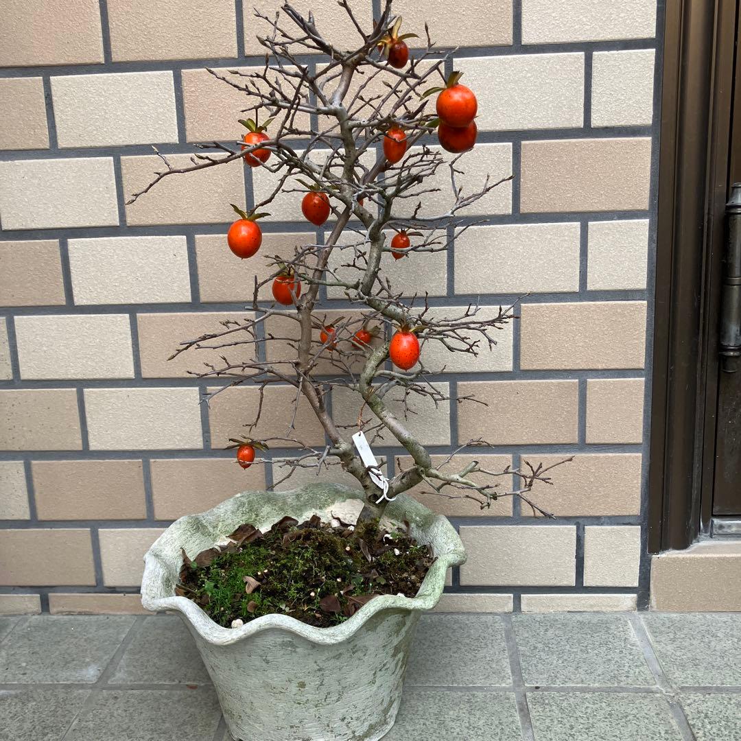 老爺柿曲付盆栽　　18年生　B