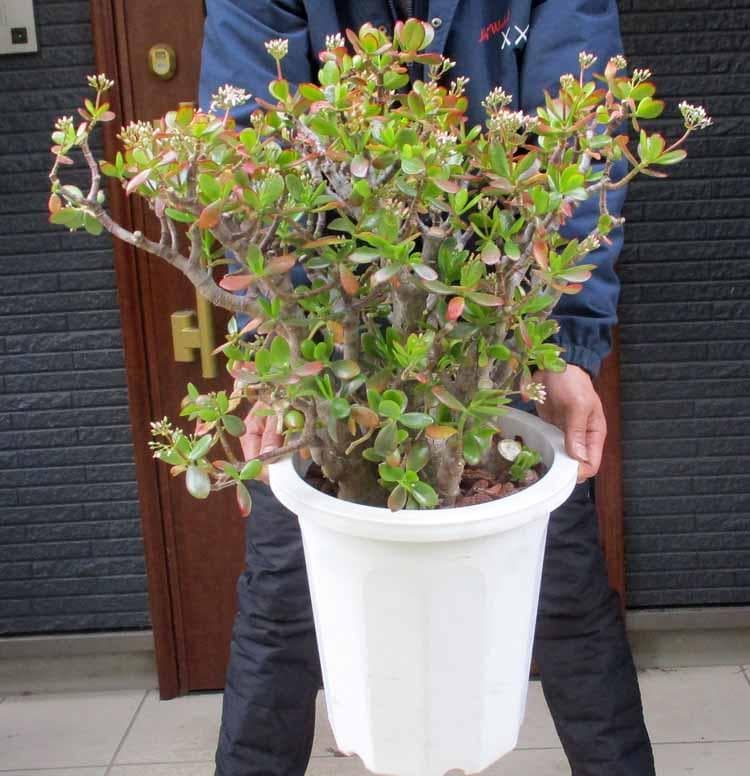 【現品】【金のなる木・カネノナルキ】クラッスラ　花月（カゲツ）大株　10号　AK