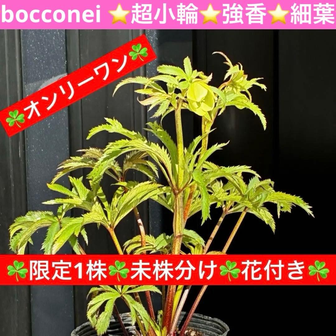 u*0様 3454☘️限定1株☘️未株分け☘️花付き☘️⭐️bocconei ⭐