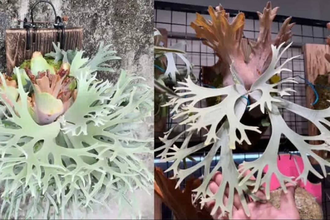 willinckii Bacteria×Ferret①