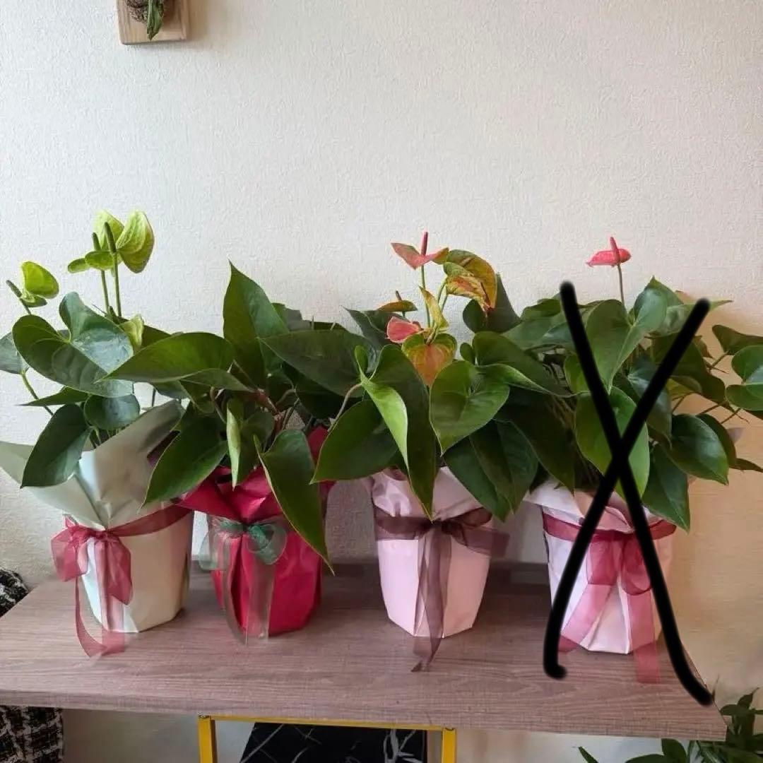 アンスリウム ミックス 鉢植え 約50cm 4鉢セット