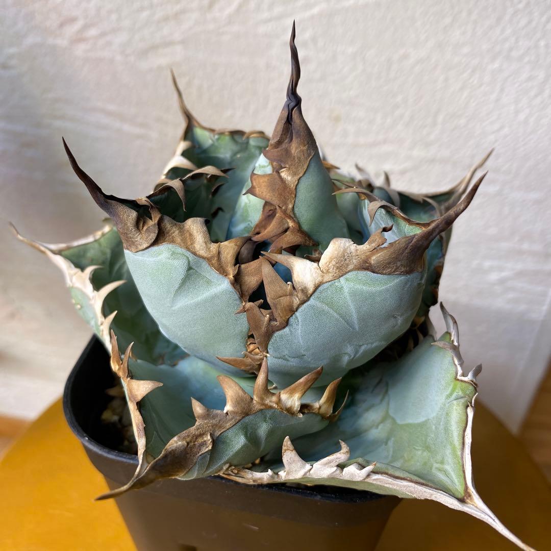 アガベ　チタノタ　ビースト