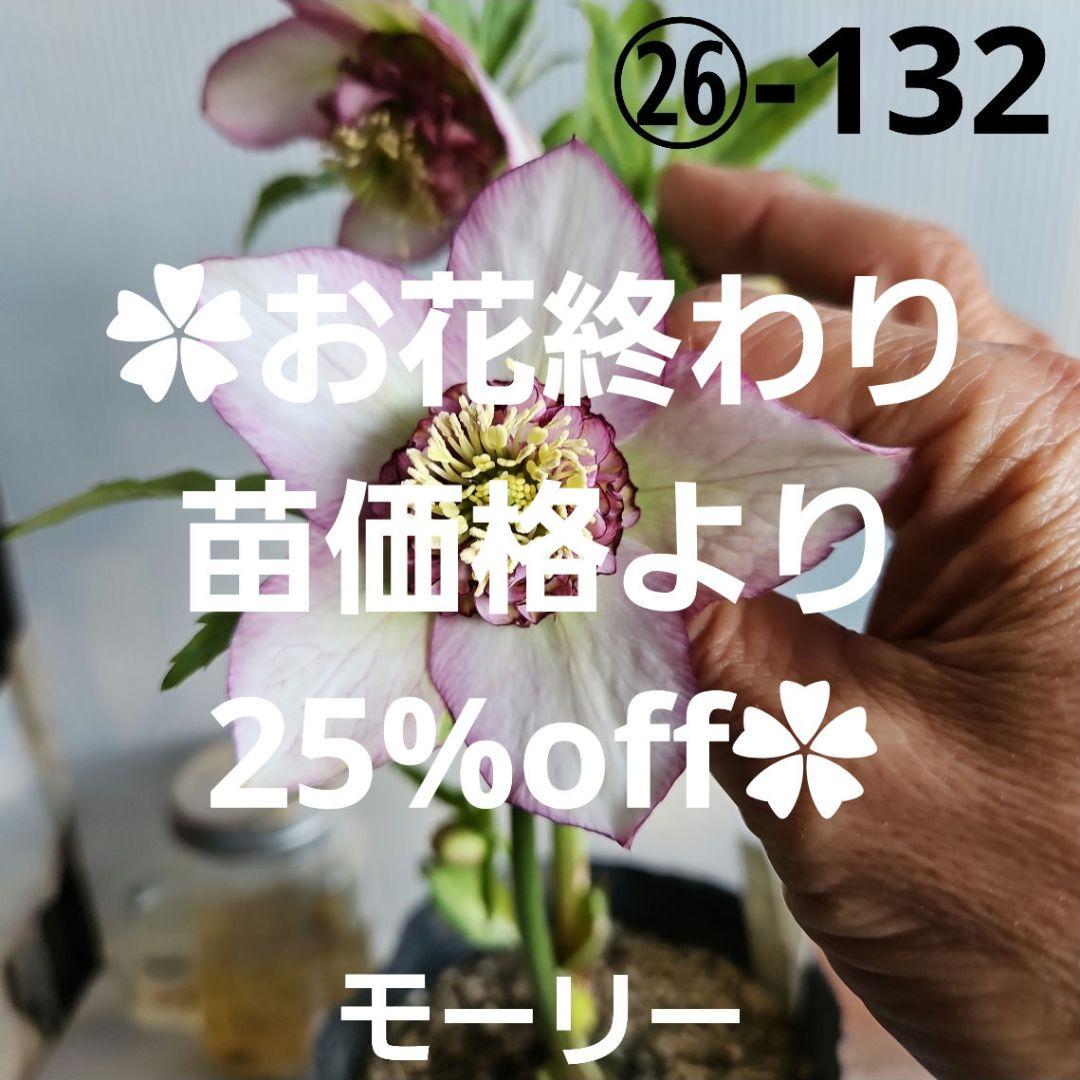 ✿㉖-132クリスマスローズ