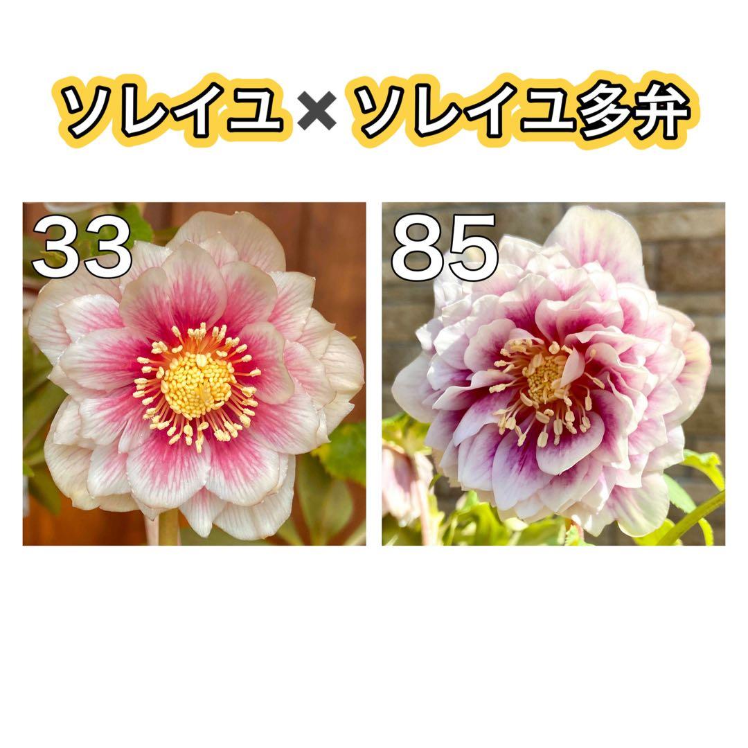 ソレイユ×多弁ソレイユ★クリスマスローズ苗★ホワイトオーレア