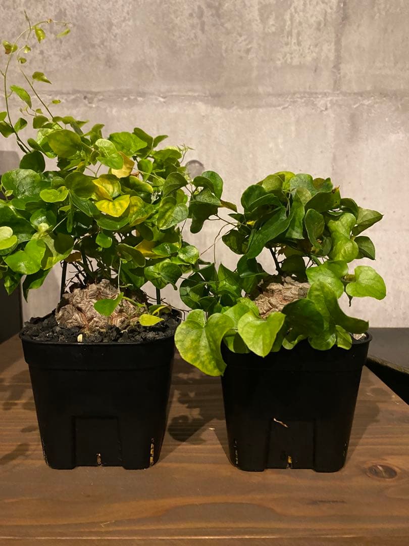 亀甲竜 2株セット