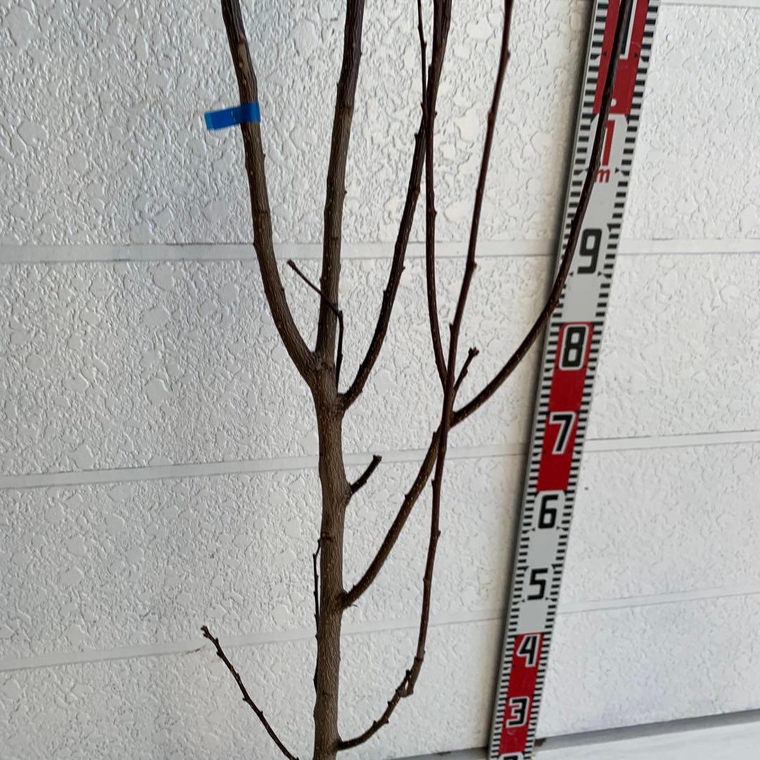 朝倉山椒　アサクラサンショウ　山椒の実　落葉樹　43