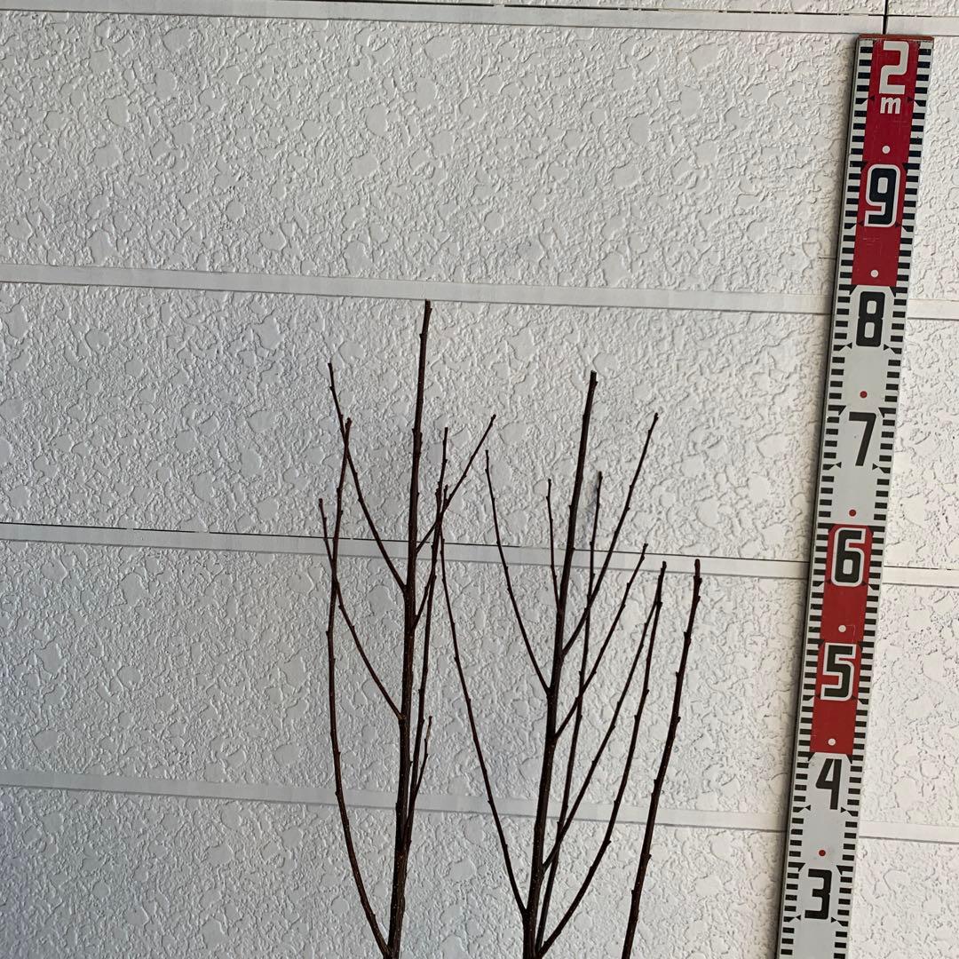 朝倉山椒　アサクラサンショウ　山椒の実　落葉樹　43