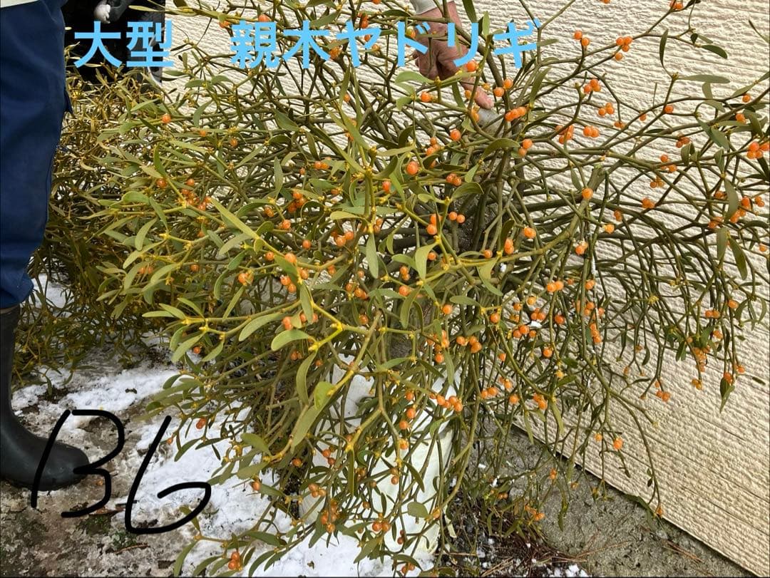 B6希少　縁起物　大型親木ヤドリギ　 ★綺麗な実たくさん❗️