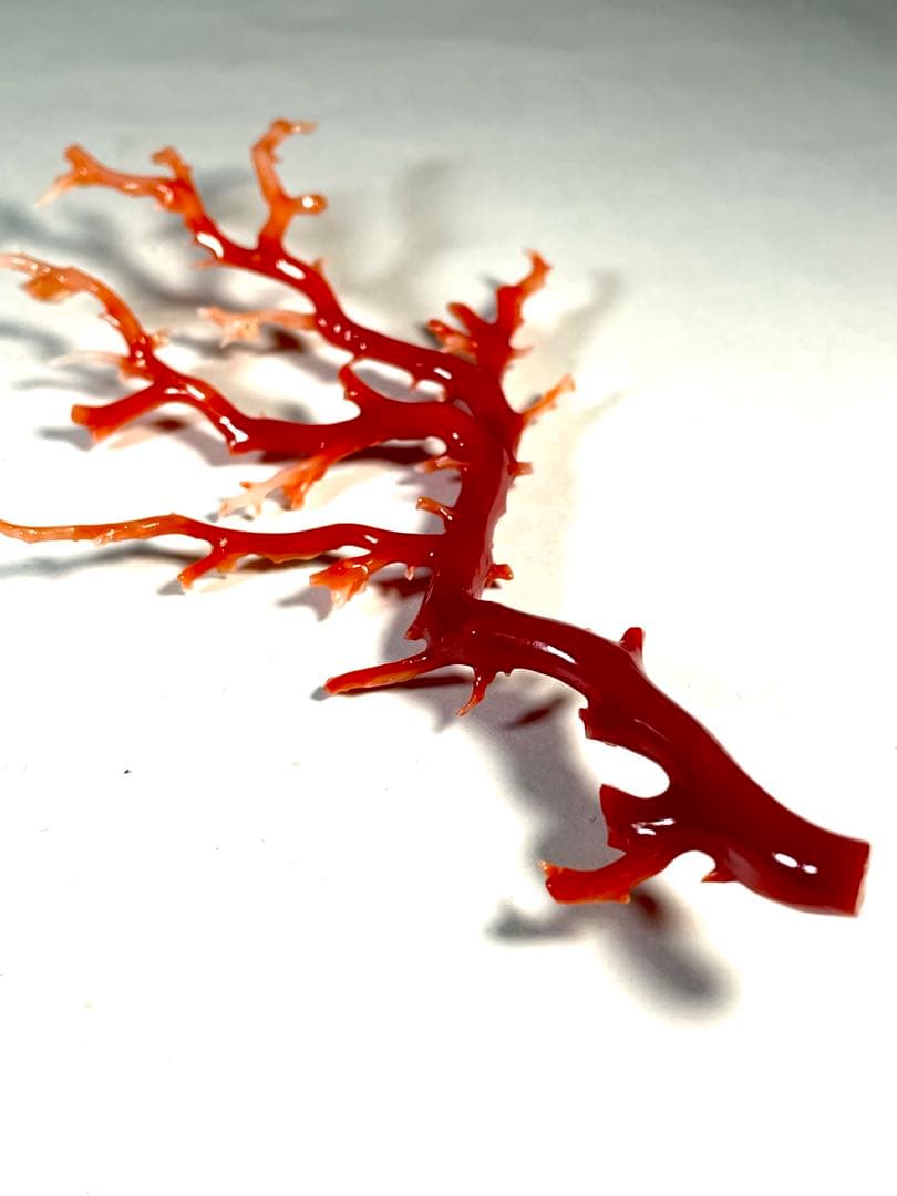 タ*キ様 天然赤珊瑚 枝ルース 約10cm 高知県産　#ー02