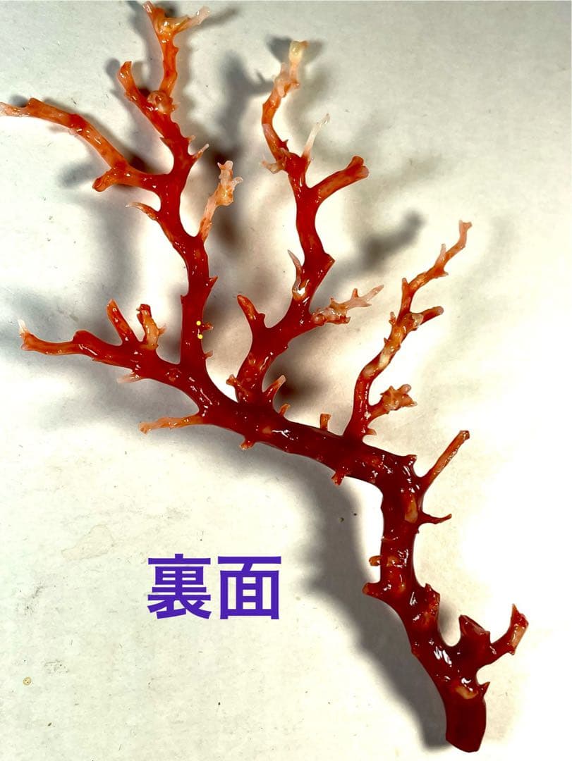 タ*キ様 天然赤珊瑚 枝ルース 約10cm 高知県産　#ー02