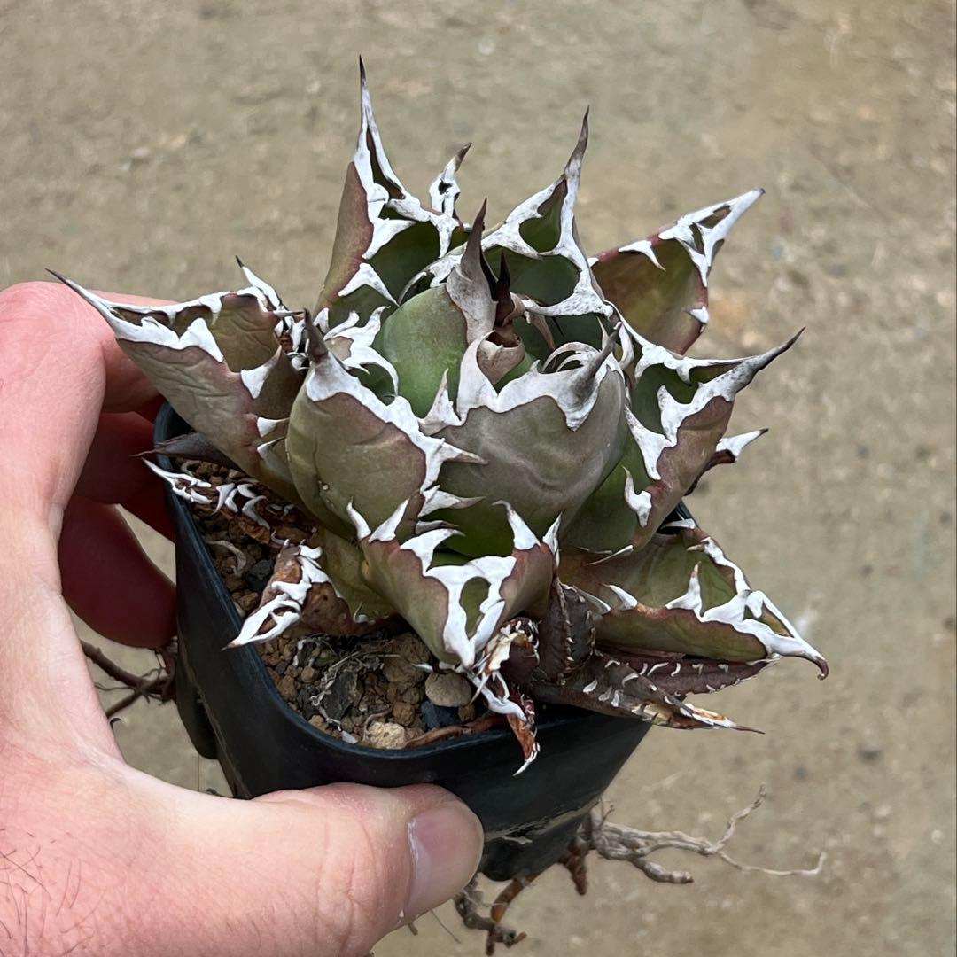 アガベ　チタノタ　農大　国産　活着済