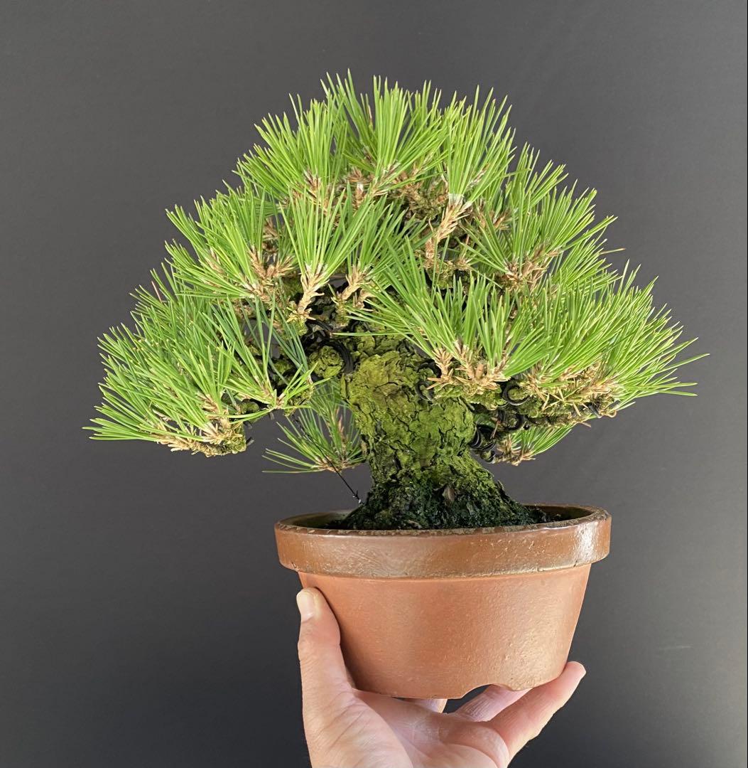 白木盆栽園　小品盆栽　黒松　樹高21センチ　黒松赤松五葉松真柏雑木趣味観葉植物