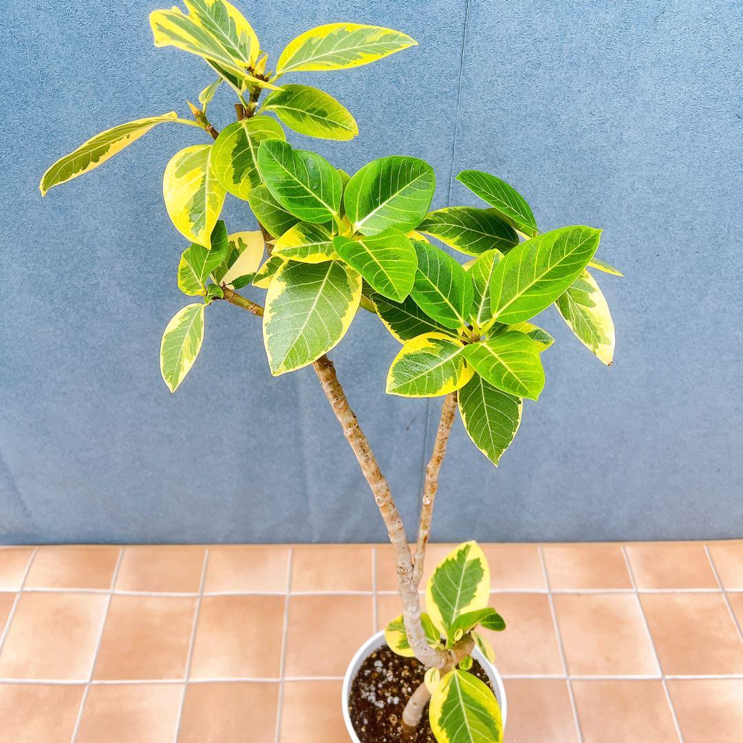 現品　フィカス　ゴムの木　アルテシマ　曲がり　16番　観葉植物　インテリア