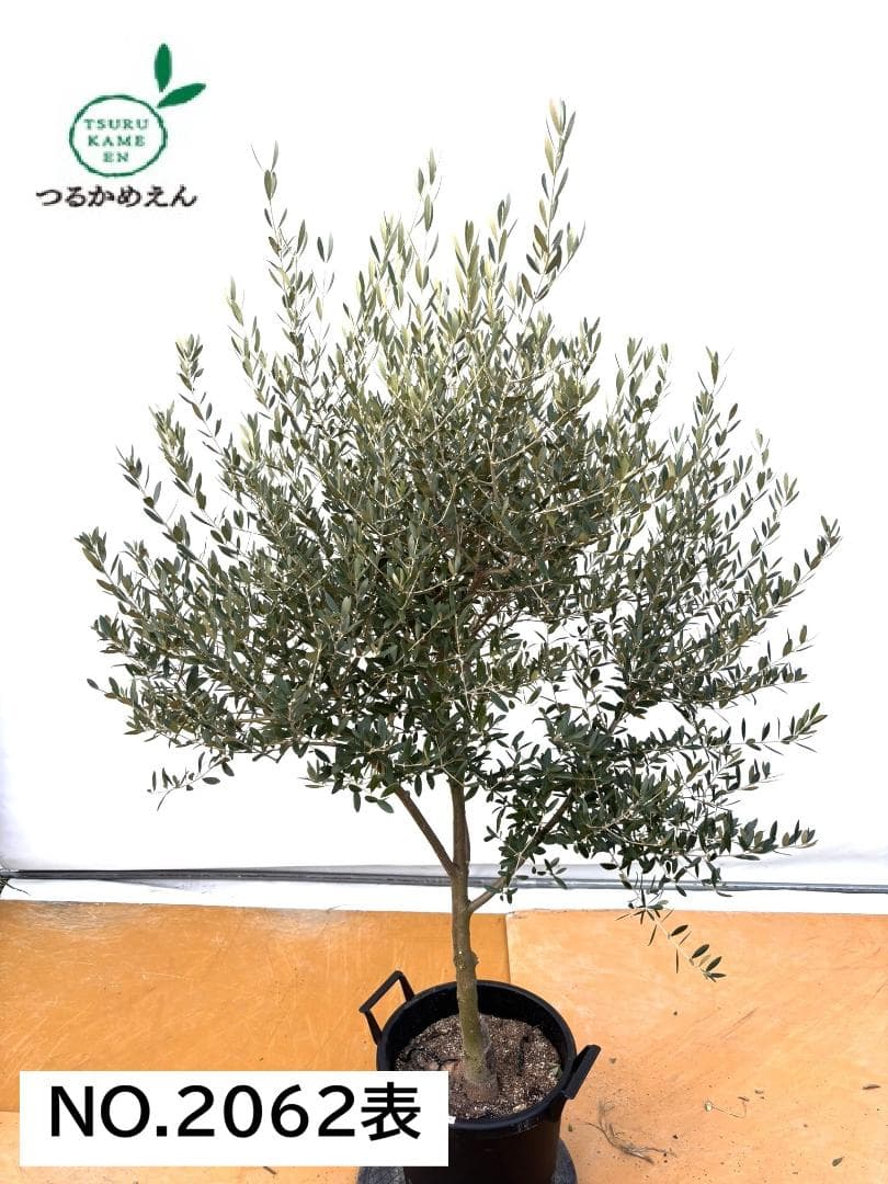 オリーブの木　ネバディロブランコ　約170cm　NO.2062　大型　人気　現品