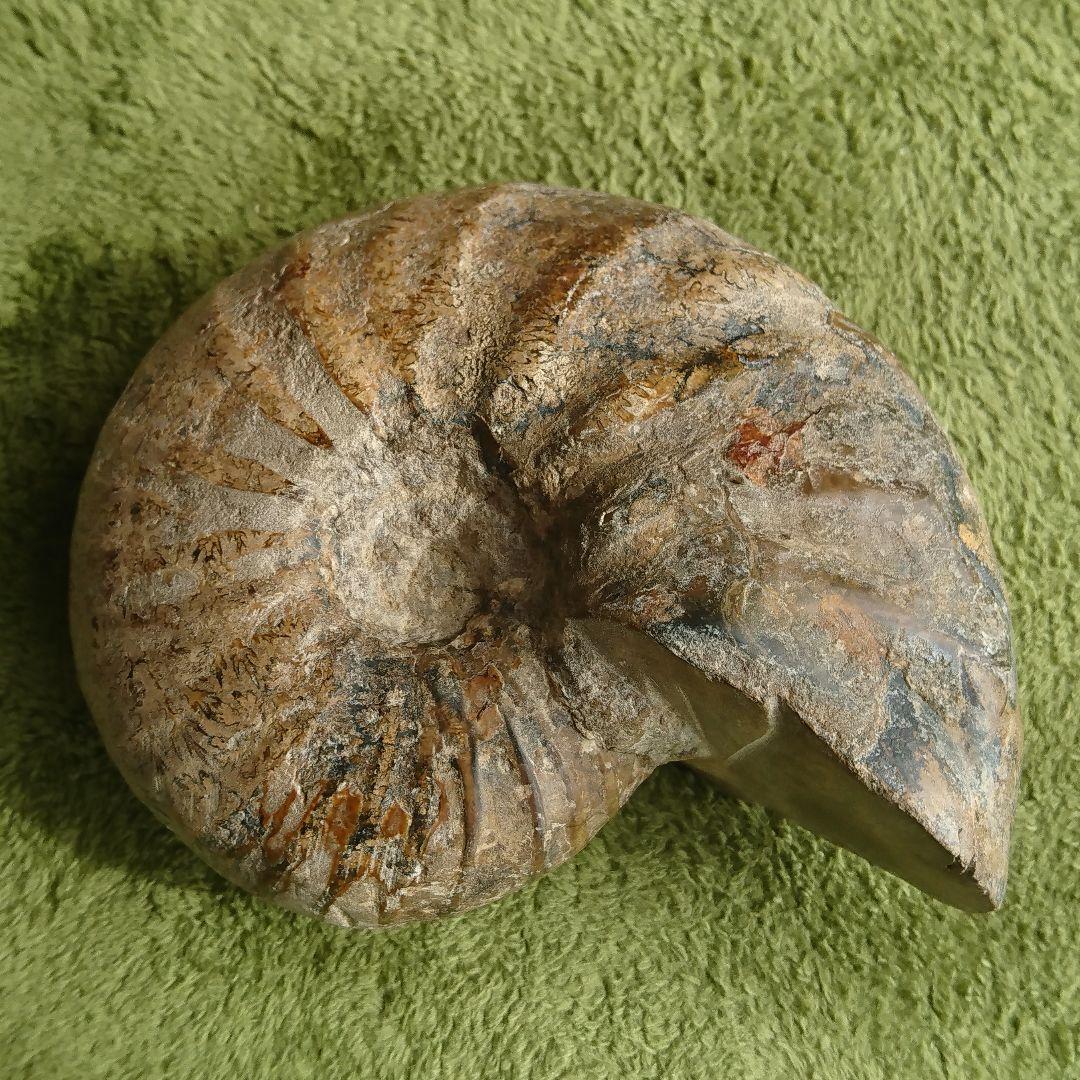アンモナイト 化石 大きい 特大 サイズ 13.7cm 約1.2kg