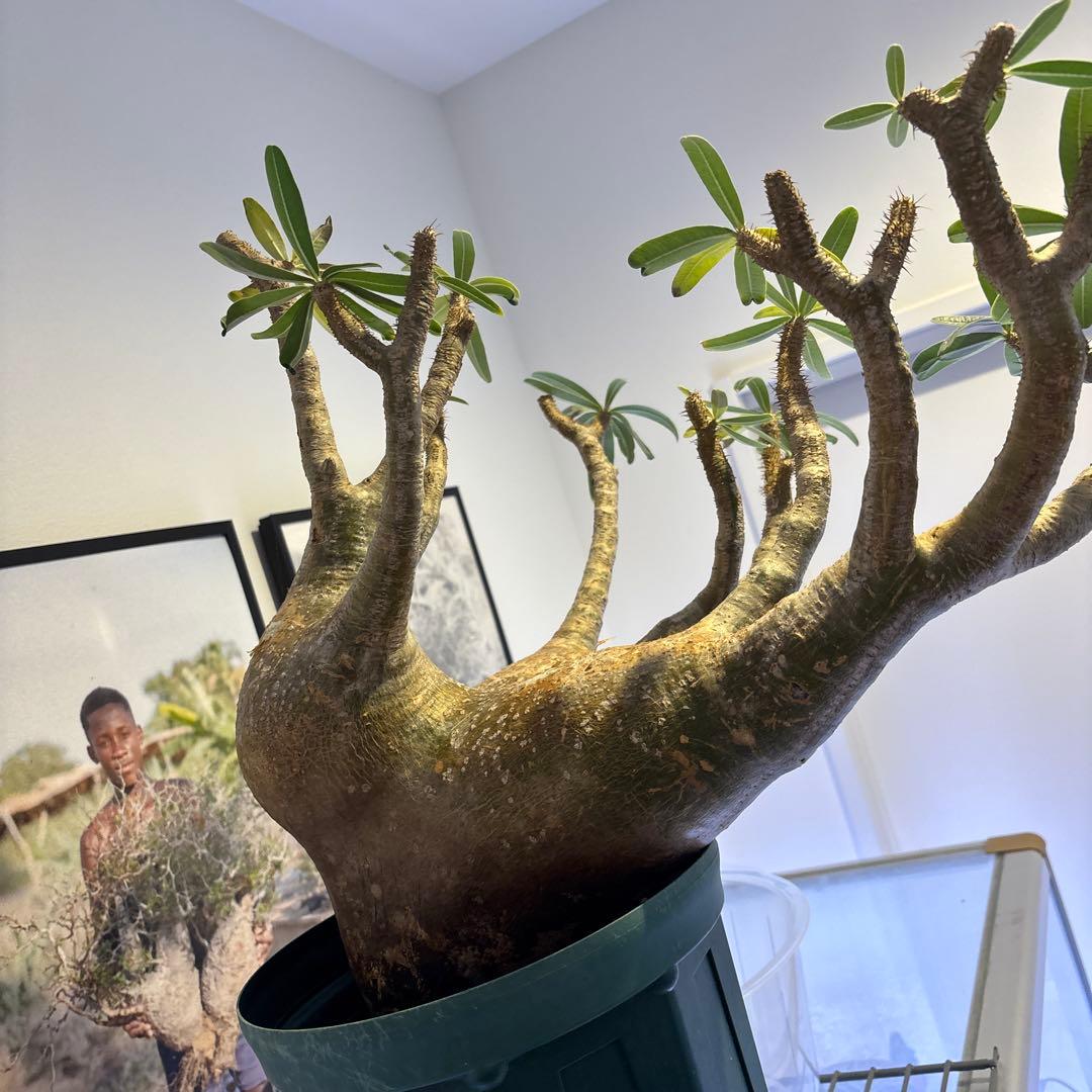 グラキリス特大　クリスマスセール