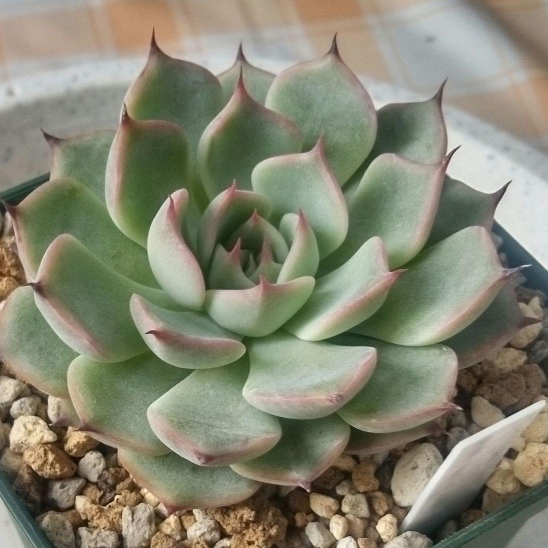 ラズベリーメモリーズ　ミックスベリア　おらいさん　多肉