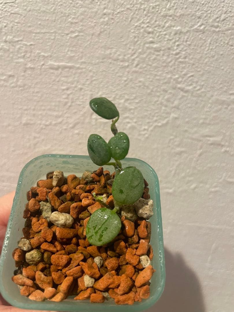 珍種ホヤセルペンス シルバーHoya Serpens silver 小苗