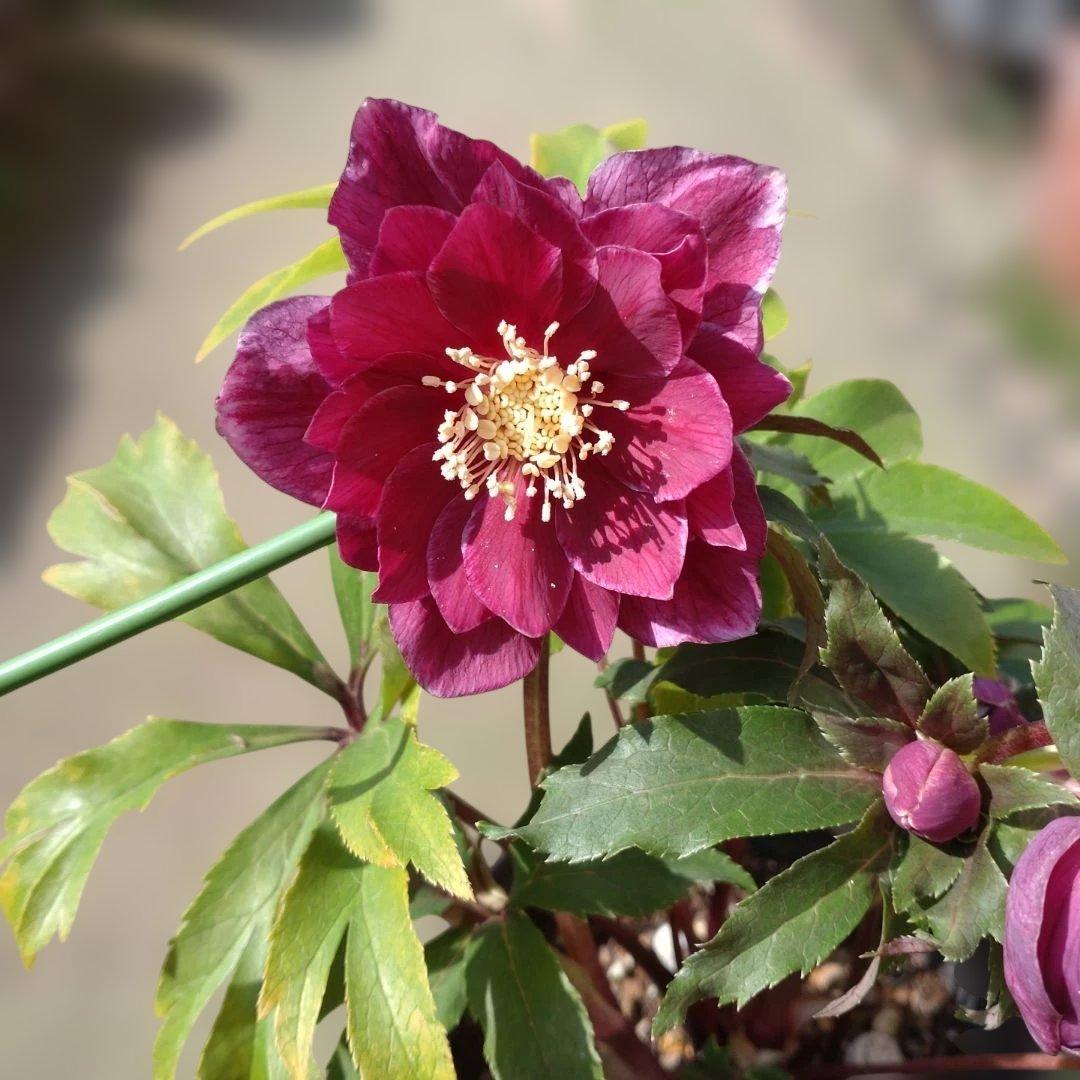 ソレイユ系✨広瀬園芸✨ダブル✨レッドオーレア✨クリスマスローズ