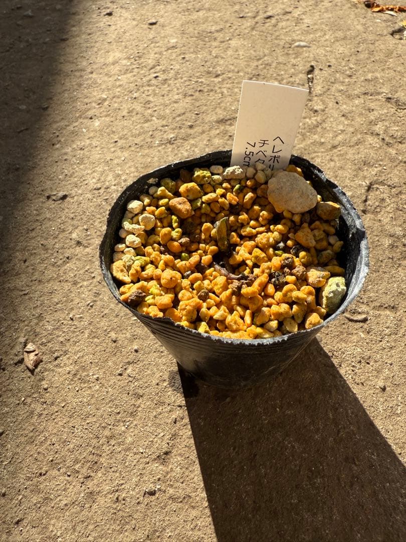 ★チベタヌス　2年、3年苗セットクリスマスローズ苗